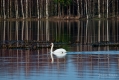 029_Biebrza - kwiecien 2011